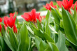 red tulips