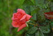 ROSE ROSE
