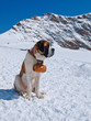 St. Bernard dog St. Bernard dog