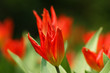 Foto: Tulpen Tulpen