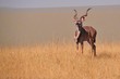 Safari en namibie