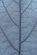 Feuille