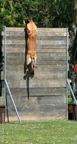 Photo : chien,berger,belge,malinois,dressage,obstacle,hauteur,saut, chien,berger,belge,malinois,dressage,obstacle,hauteur,saut,