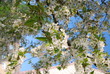 Kirschblüten