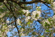 Kirschblüten