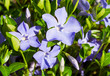 periwinkle