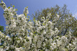 cerisier en fleurs