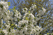 cerisier en fleurs