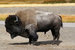 Buffalo / Büffel