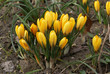 Orange Crocus Flower