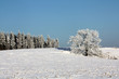 Winterlandschaft mit Baum