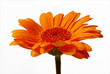 Orange Gerbera Flower