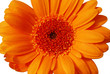 Orange Gerbera Flower
