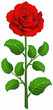 Red rose Red rose
