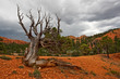 ARBRE MORT RED CANYON _UTAH