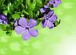 Vinca Minor