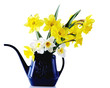 Daffodil and Watering Can Daffodil and Watering Can