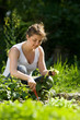 plant de salades 3