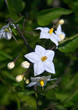 flor branca