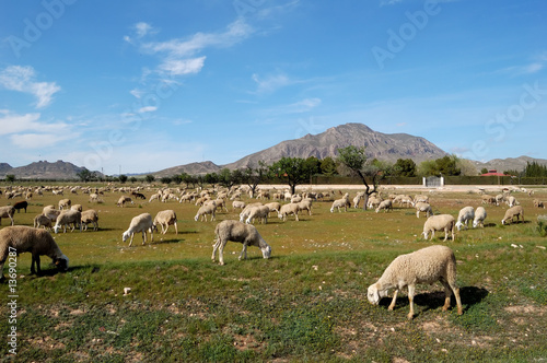 Flock of sheep, spanish farming in Castilla - La Mancha