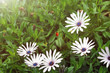 Ladybug on daisy flowers, shallow depth of field Ladybug on daisy flowers, shallow depth of field