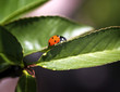 Ladybug on the green leaf. Macro close-up, shallow DOF Ladybug on the green leaf. Macro close-up, shallow DOF