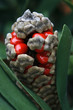 Cardboard palm fruit