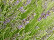 Lavender field detail