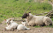 Suffolk Ewe with triplets