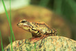 Frosch