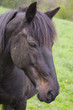 cheval
