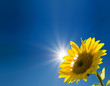 Photo: Sonnensonnenblume Sonnensonnenblume
