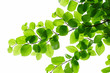 Detail of fresh beech tree leaves in early spring