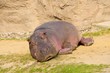 Ein Nilpferd sonnt sich