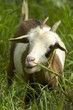 chèvre chèvre