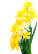 Daffodil Bouquet Daffodil Bouquet