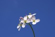 Wiesenschaumkraut im blauem Himmel