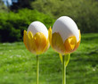 Eggs in tulips