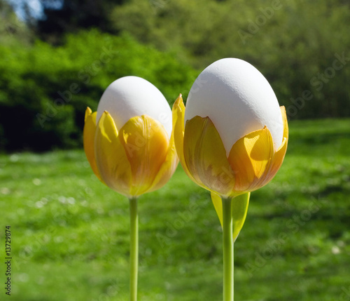 Photo: Eggs in tulips Eggs in tulips