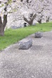 春爛漫