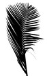 palme noire sur fond blanc