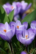 Crocuses