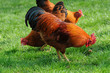 Huhn 12