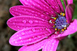 Becherblume