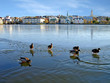 Ducks on ice in Reykjavik, Iceland Ducks on ice in Reykjavik, Iceland
