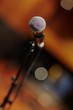micro