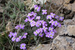 violet violet