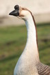 goose