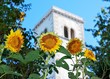 Sunflowers and tower Sunflowers and tower