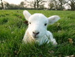 Lamb